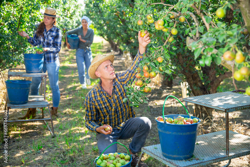 Young adult male farmer gathering harvest of ripe pears at garden. Harvesting season, team of farm workers picking fruits