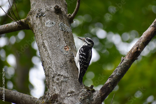Hairy Woodpecker (Leuconotopicus villosus) Pecking Holes into a Tree