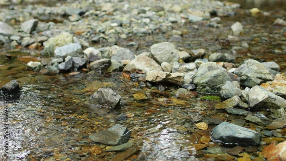 A murmuring stream in a green forest, a healing landscape A murmuring stream in a green forest, a healing landscape