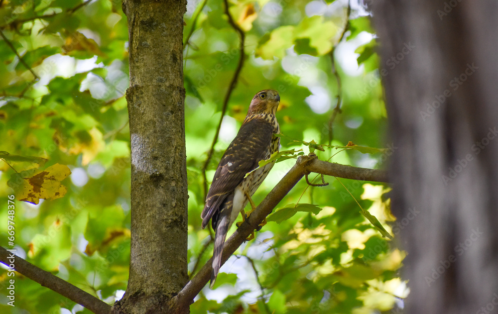 Immature Cooper's Hawk (Accipiter cooperii) Perched on Tree Branch Immature Cooper's Hawk (Accipiter cooperii) Perched on Tree Branch