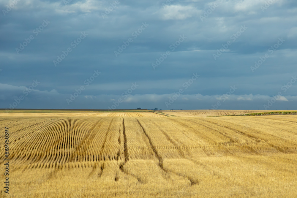 Patterns in a Field of Golden Wheat on a Stormy Day, South Dakota farm land