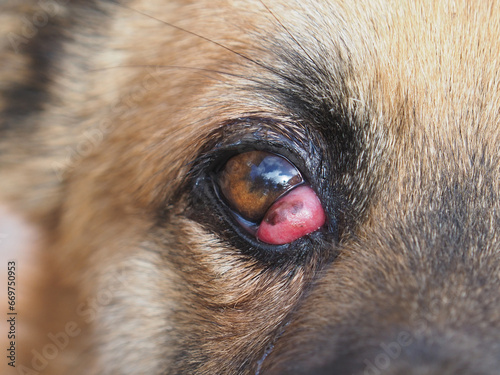 Cherry Eye in dogs, prolapse of the third eyelid gland, dog disease photo