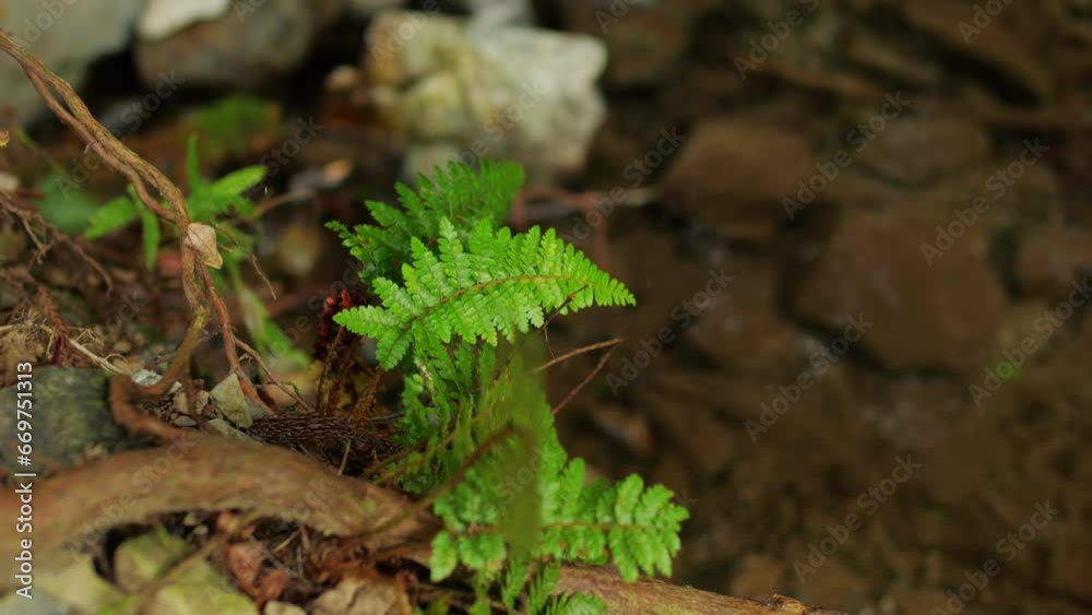 Rain, lush forest, green fern leaves glowing green Rain, lush forest, green fern leaves glowing green
