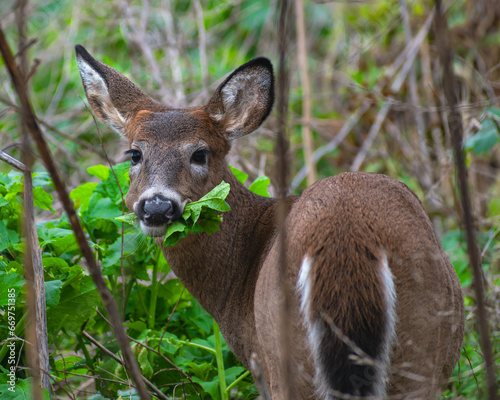 Fototapeta Naklejka Na Ścianę i Meble -  White-tailed Deer (Odocoileus virginianus) Eating Leaves in Forest
