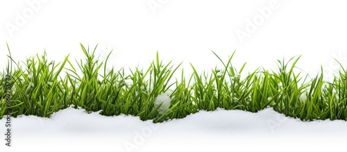 emerging grass beneath snow