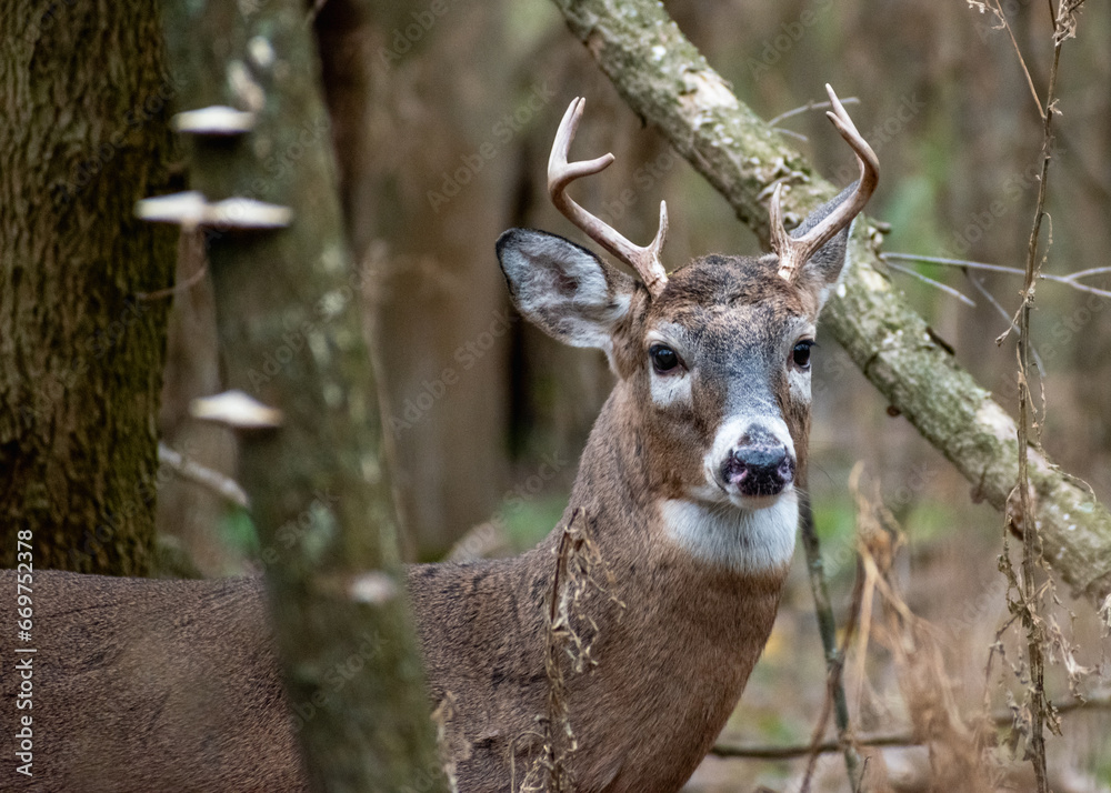 Male White-tailed Deer (Odocoileus virginianus) with Antlers in Forest Male White-tailed Deer (Odocoileus virginianus) with Antlers in Forest
