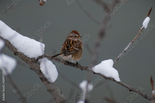 American Tree Sparrow (Spizelloides arborea) Perched on Snowy Tree Branch