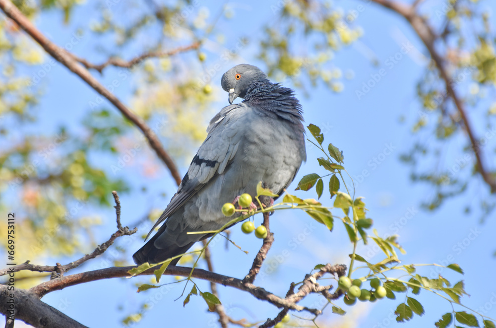 Pigeon on a branch of tree Pigeon on a branch of tree