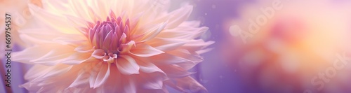 Close-up of a delicate dahlia flower bathed in soft pastel light.