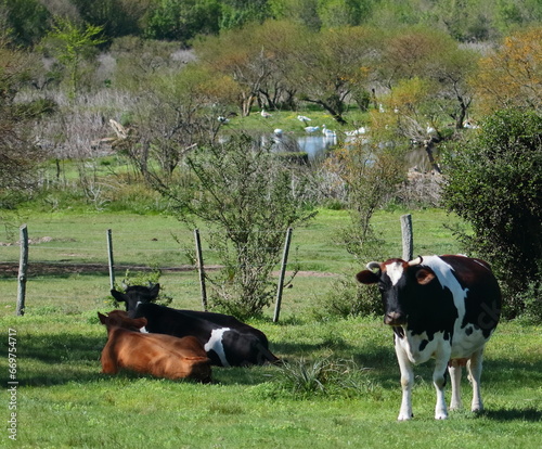 Vacas lecheras photo