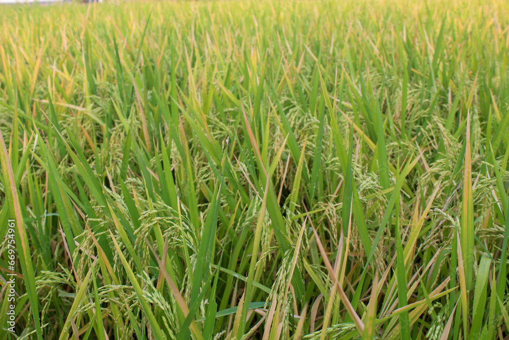 Rice plants in the rice fields are starting to turn yellow Rice plants in the rice fields are starting to turn yellow