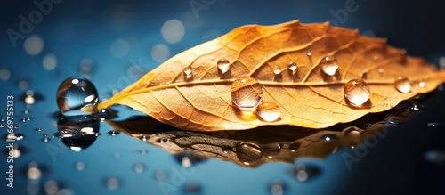 Abstract macro art photography of water droplets on birch leaves