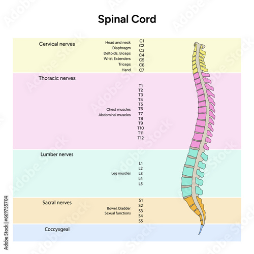 Spinal cord, cervical nerves, thoracic nerves, lumbar nerves, sacral nerves