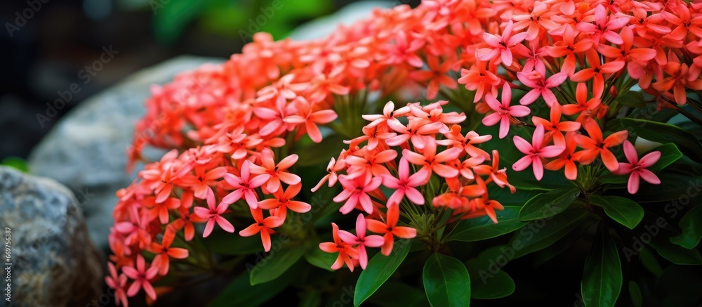 Ixora flowers blooming outdoors adding a lively and natural atmosphere a species of sweet scented flowering plants Ixora flowers blooming outdoors adding a lively and natural atmosphere a species of sweet scented flowering plants