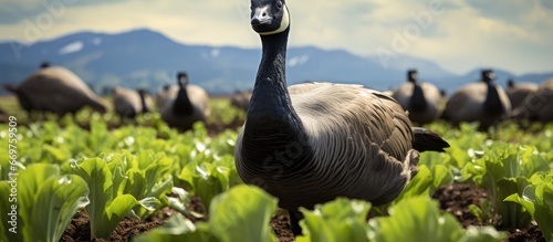 A big adult Canadian Goose in a cabbage field where shes unwelcome