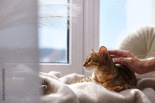 Woman petting cute Bengal cat on windowsill at home, closeup and space for text. Adorable pet