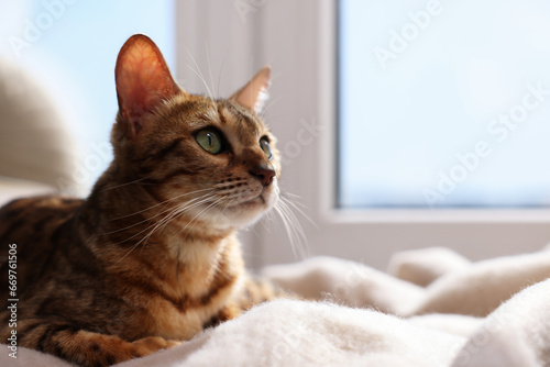 Cute Bengal cat on windowsill at home, closeup with space for text. Adorable pet