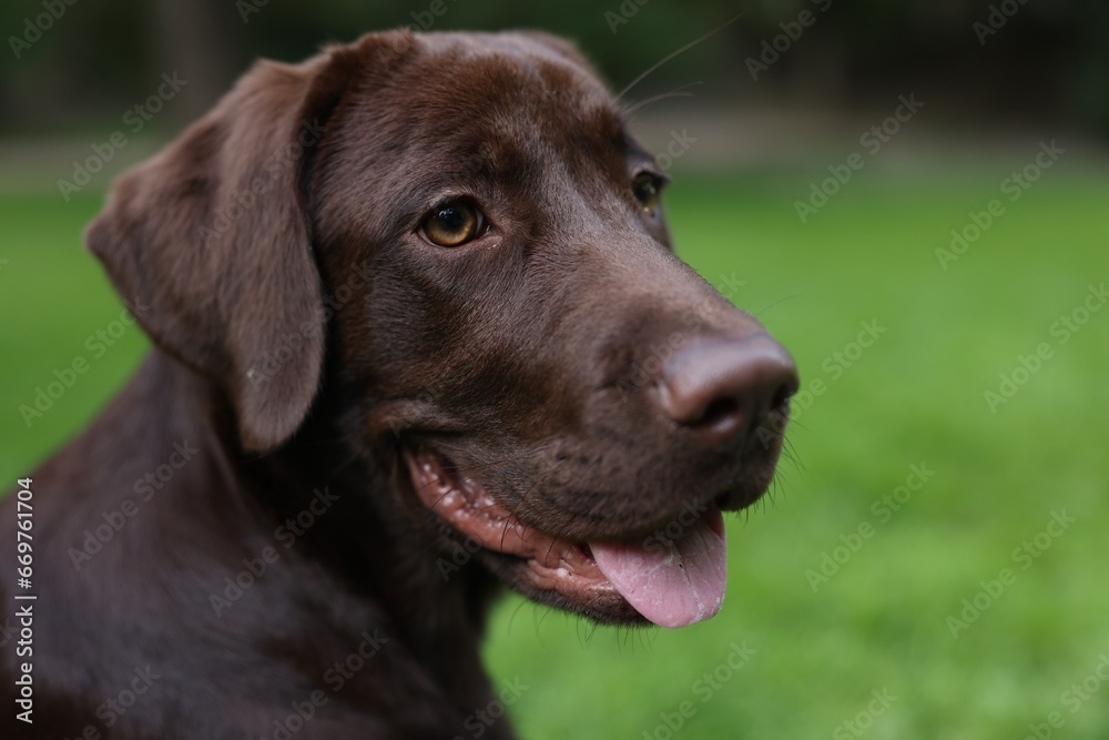 Adorable Labrador Retriever dog in park, closeup