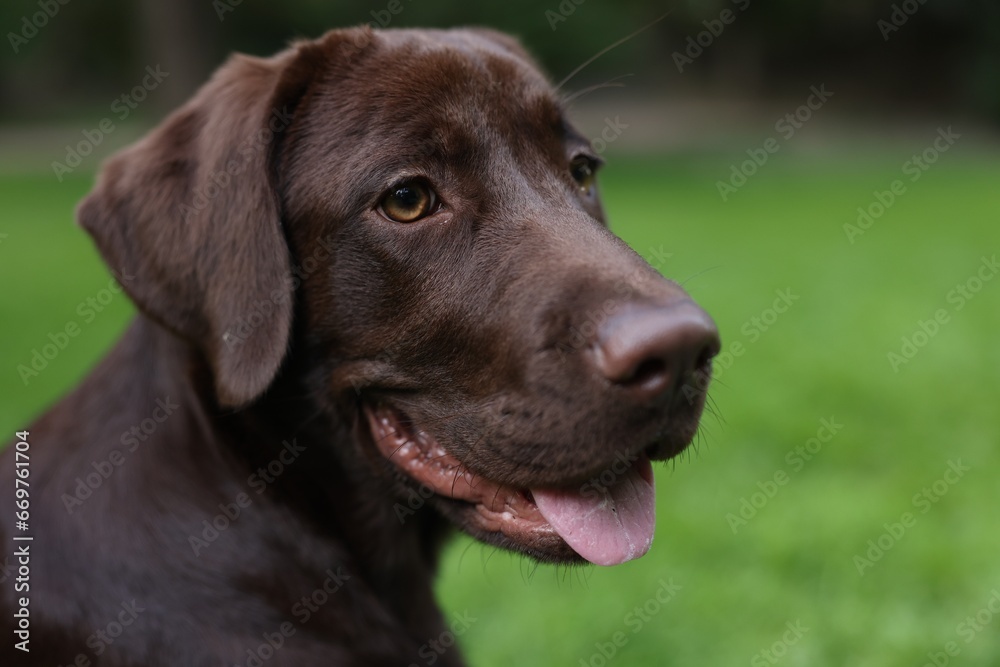 Adorable Labrador Retriever dog in park, closeup Adorable Labrador Retriever dog in park, closeup