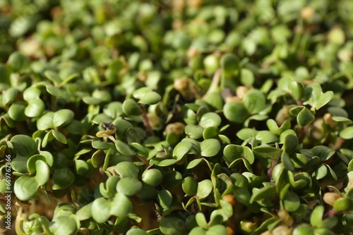Growing microgreen. Many sprouted arugula seeds as background  closeup