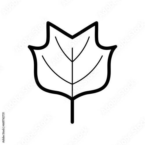Tulip Poplar Leaf