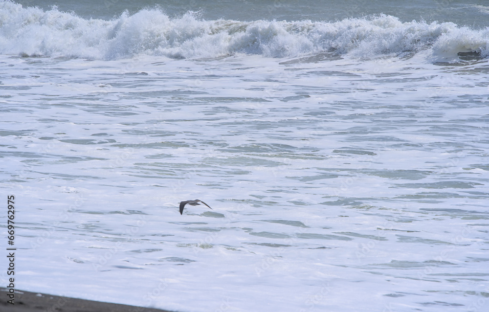 Obraz premium Seagle flying on waves on the beach (Constitucion, Chile)
