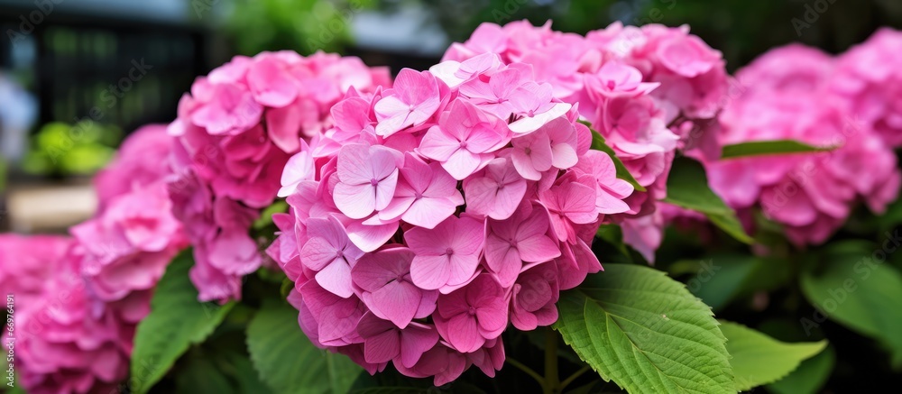 Summer 2019 garden showcases vivid pink hydrangea up close Summer 2019 garden showcases vivid pink hydrangea up close