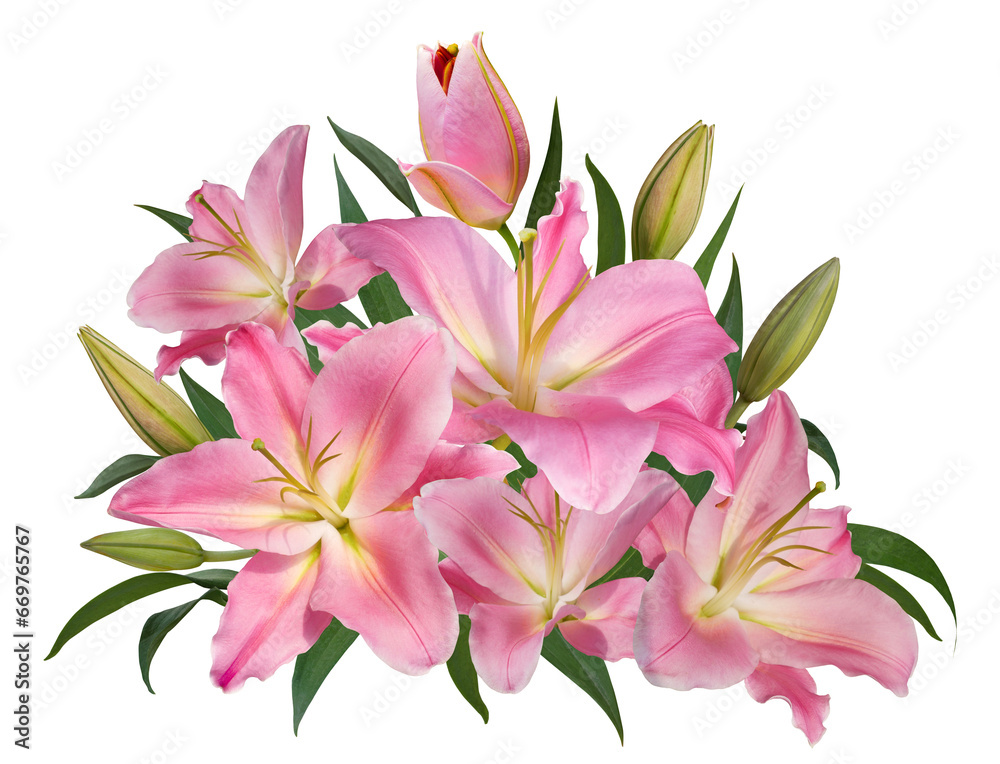 Pink lily flower bouquet isolated on transparent background