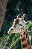 portrait of a giraffe in forest, view in the zoo, animal's daily life