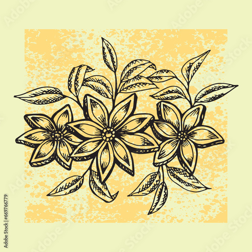 Herb of star anise hand drawn illustration vector isolated 