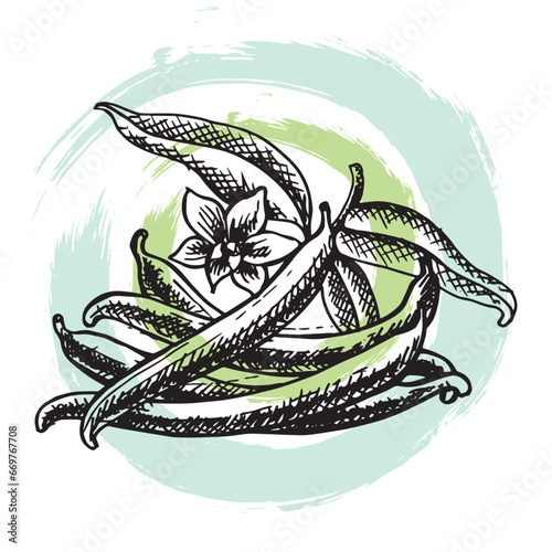 Hand drawn illustration of aromatic vanilla fruit