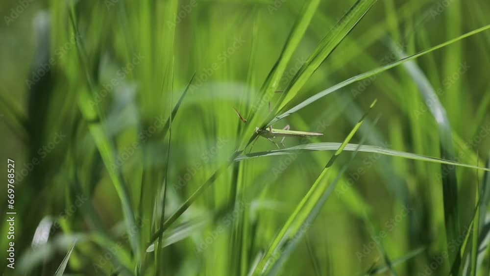 Grasshopper on the blade of grass in the meadow Grasshopper on the blade of grass in the meadow