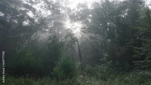 Sun rays through the trees #2