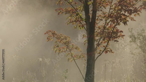 Autumn in the forest