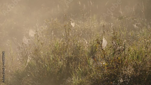 Spider webs in misty morning field