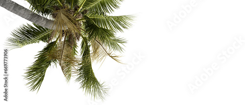 Palm leaves isolated on white 