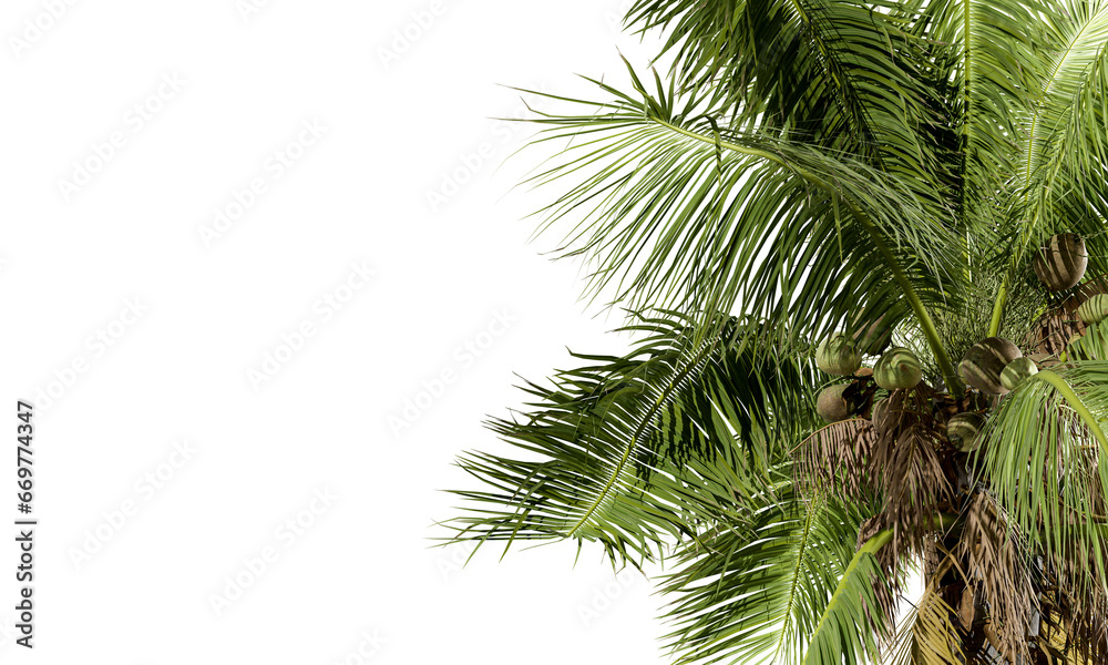 Coconut tree leaves isolated on white background
