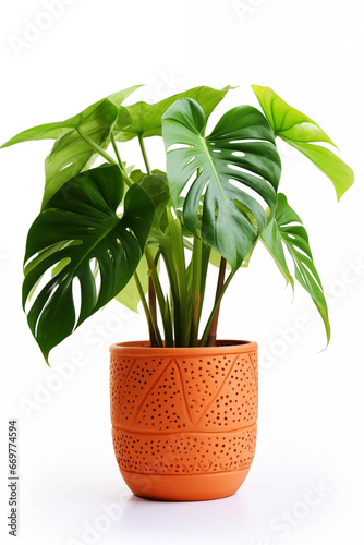 Wallpaper Mural Various Monstera in terracotta pot isolated on white background. Torontodigital.ca