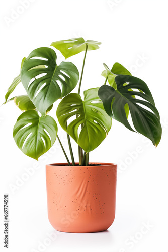 Various Monstera in terracotta pot isolated on white background.