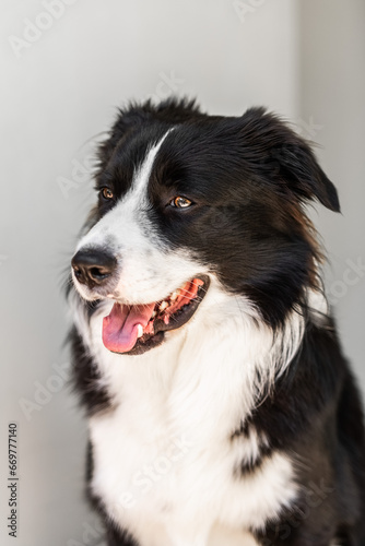 Close up portrait of beautiful Border Collie male puppy © PicMedia