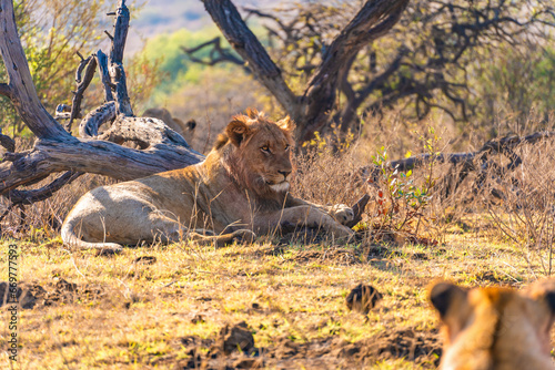 Wild Lion's pride in Nambiti hills private reserve in Ladysmith, South Africa photo