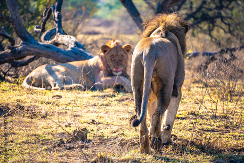 Wild Lion's pride in Nambiti hills private reserve in Ladysmith, South Africa