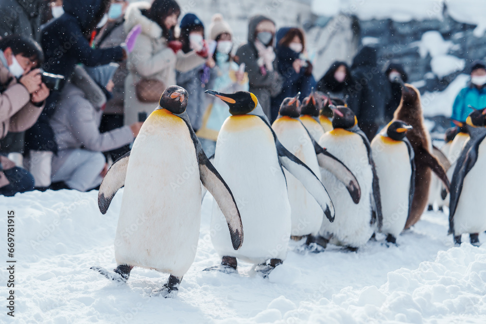Naklejka premium King Penguin parade walking on snow at Asahiyama Zoo in winter season. landmark and popular for tourists attractions in Asahikawa, Hokkaido, Japan. Travel and Vacation concept