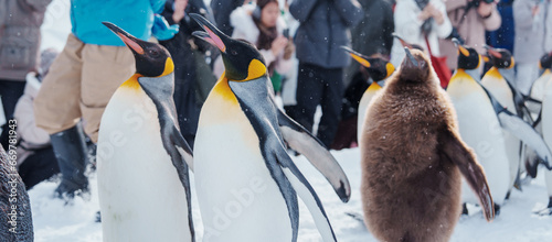 King Penguin parade walking on snow at Asahiyama Zoo in winter season. landmark and popular for tourists attractions in Asahikawa, Hokkaido, Japan. Travel and Vacation concept photo