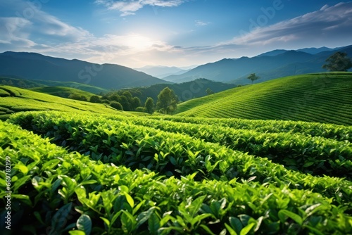 Green Tea Leaves Plant © Pixel Alchemy