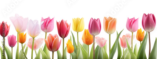 Tulip flowers in row isolated on transparent background. Generative AI