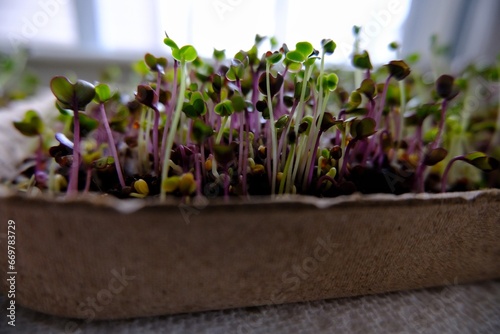 Organic homegrown micro green plants