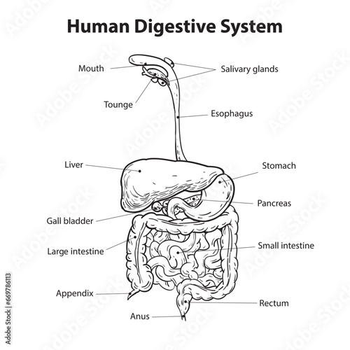 Human digestive system diagram, vector illustration in simple black and white outline, health and medical