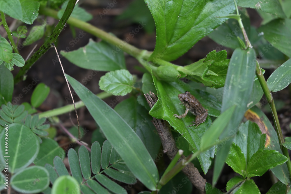 A tiny baby brown frog sits on the surface of a Singapore daisy leaf A tiny baby brown frog sits on the surface of a Singapore daisy leaf