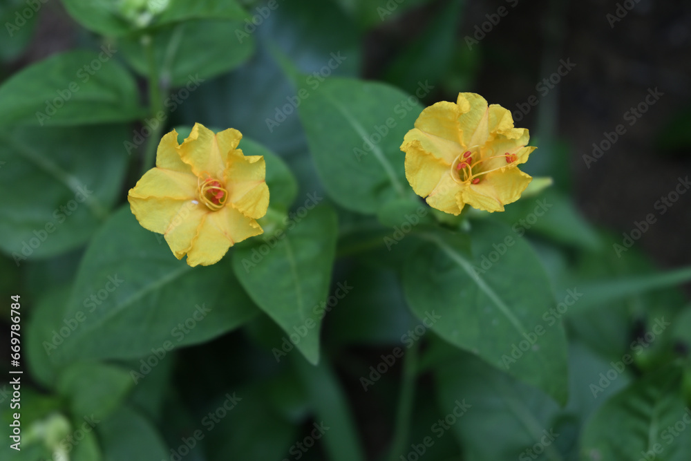 Two yellow color Marvel of Peru flowers bloom in the evening in the home garden Two yellow color Marvel of Peru flowers bloom in the evening in the home garden